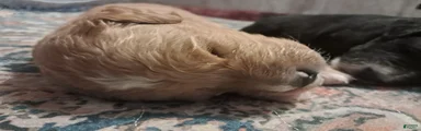 Hazel