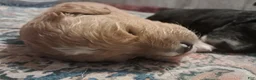 Double Doodle dogs for sale: Hazel - Ad 1