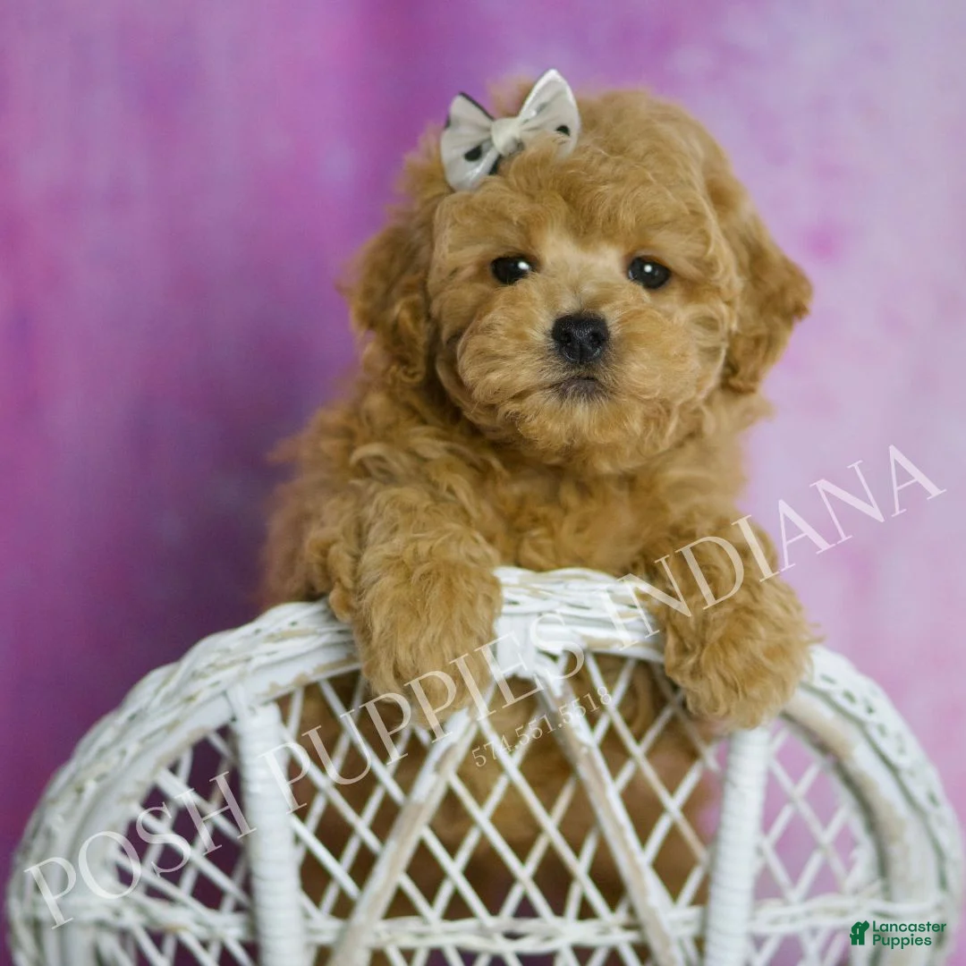 Toy Poodle dogs for sale: Chili - Ad 2