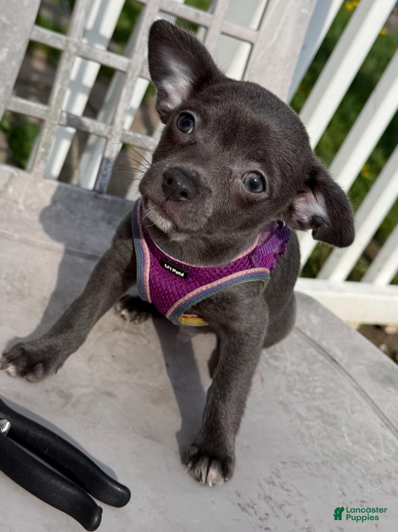 Chihuahua dogs Koal - Ad 35