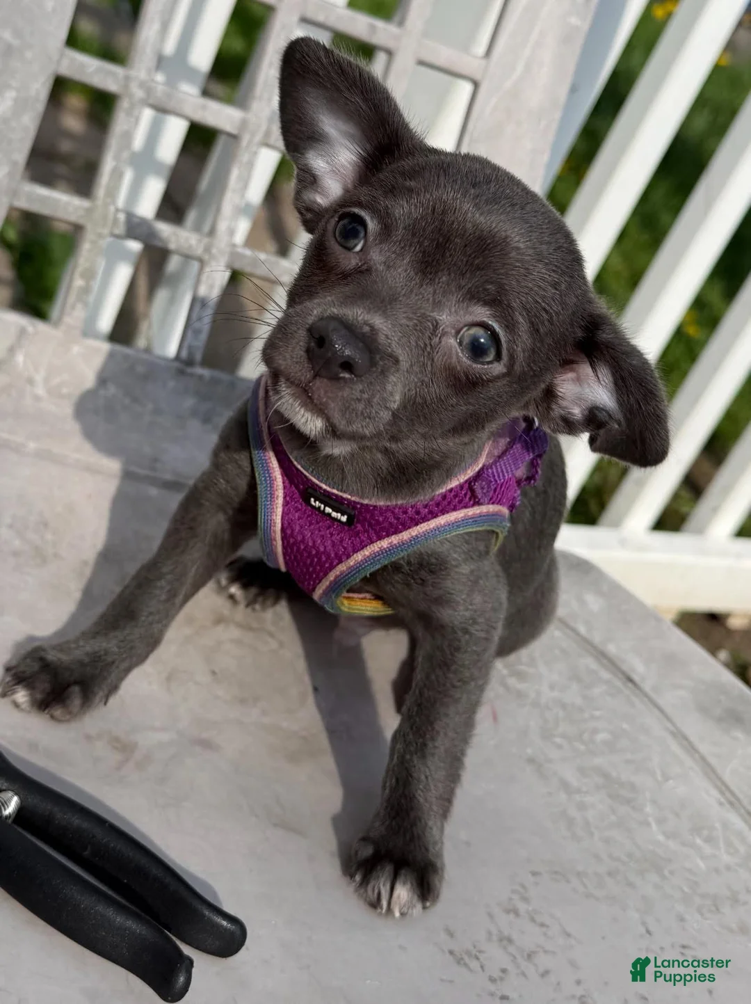 Chihuahua dogs for sale: Koal - Ad 1