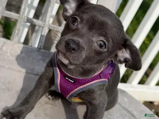 Chihuahua dogs Koal - Ad 35