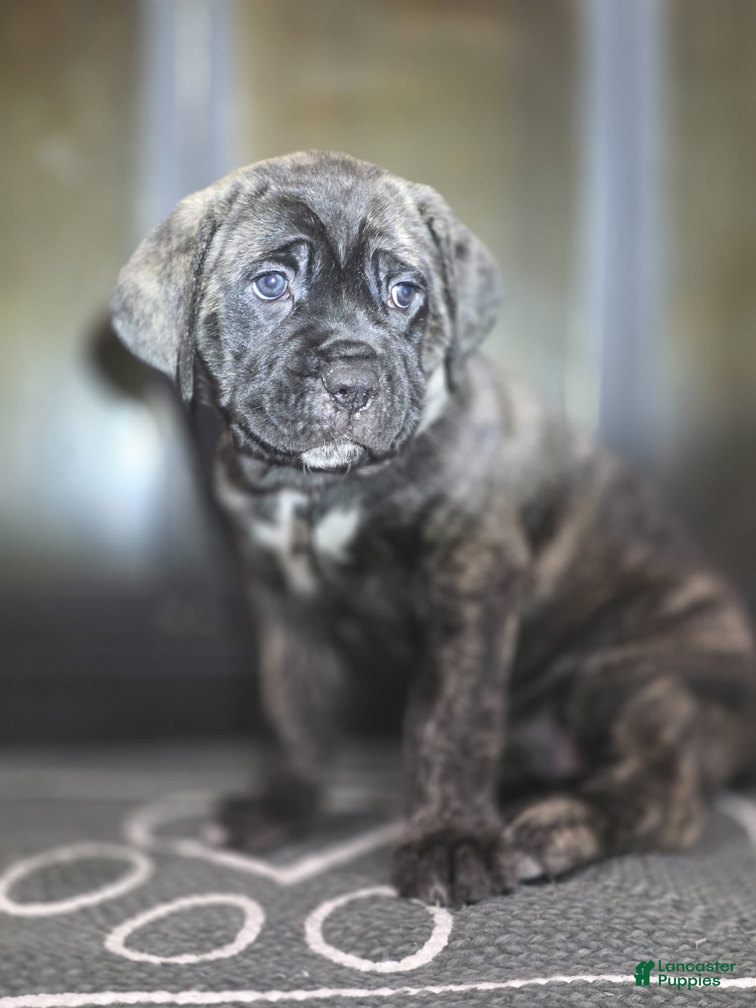Cane Corso dogs Luna - Ad 1