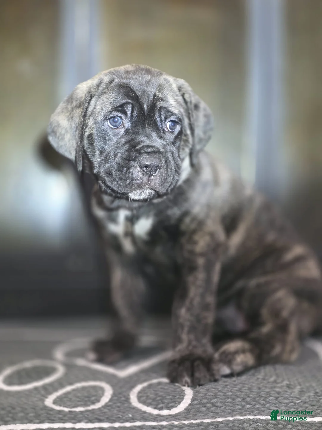Cane Corso dogs for sale: Luna - Ad 1