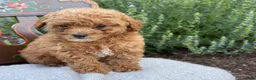 Toy Poodle dogs for sale: Grace - Ad 6