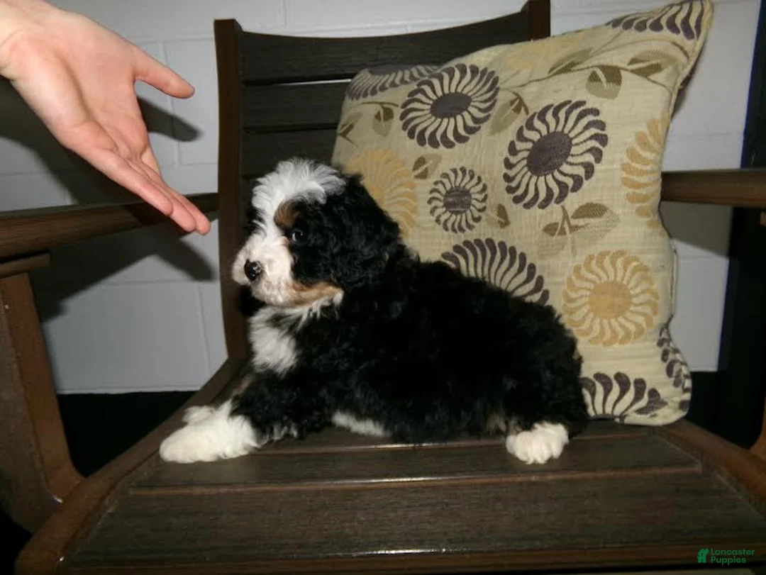 Mini Bernedoodle dogs for sale: Anson - Ad 7