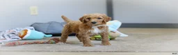 Standard Poodle dogs for sale: Zoey AKC - Ad 5