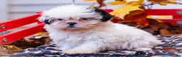 Shih Tzu dogs for sale: Lanetta - Ad 1