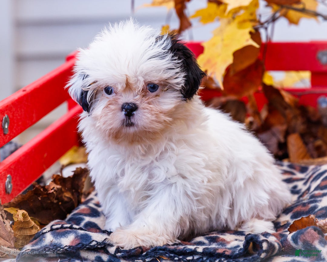 Shih Tzu dogs for sale: Lanetta - Ad 1