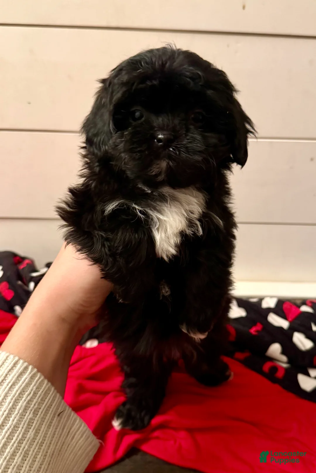 Shihpoo dogs for sale: Luna - Ad 3
