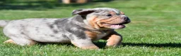 Beabull dogs for sale: Tucker - Ad 6