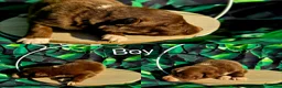 Australian Shepherd dogs for sale: Australian Shepherd Puppy 1 - Ad 1