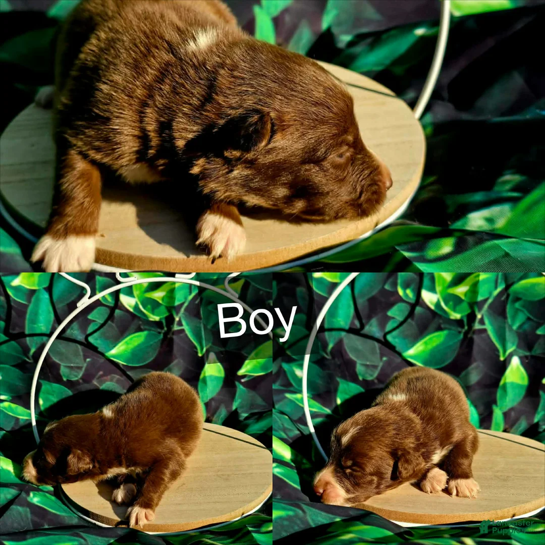Australian Shepherd dogs for sale: Australian Shepherd Puppy 1 - Ad 1
