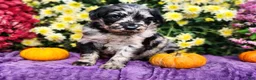 Goldendoodle dogs for sale: Springer - Ad 4