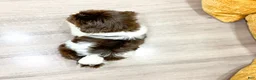 Havanese dogs for sale: Lilly - Ad 5