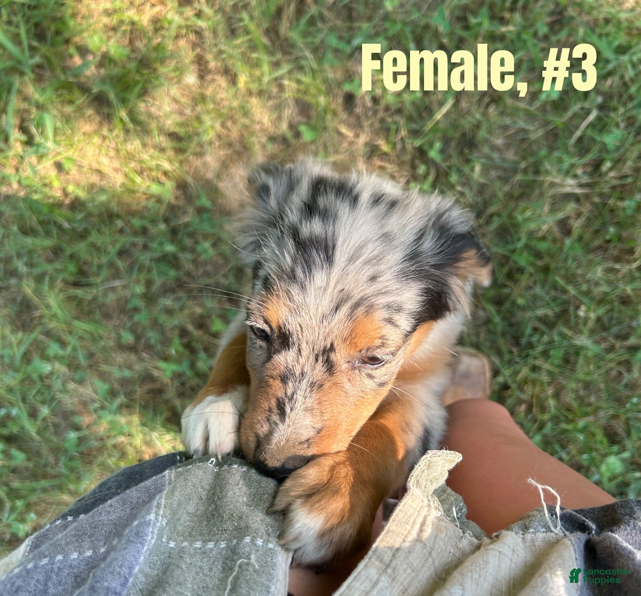 Australian Shepherd dogs Australian Shepherd 3 - Ad 6