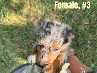 Australian Shepherd dogs Australian Shepherd 3 - Ad 6
