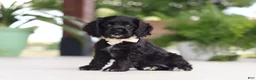 Cocker Spaniel dogs for sale: Betsy - Ad 4