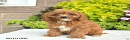 Cavapoo dogs for sale: Indigo  - Ad 4