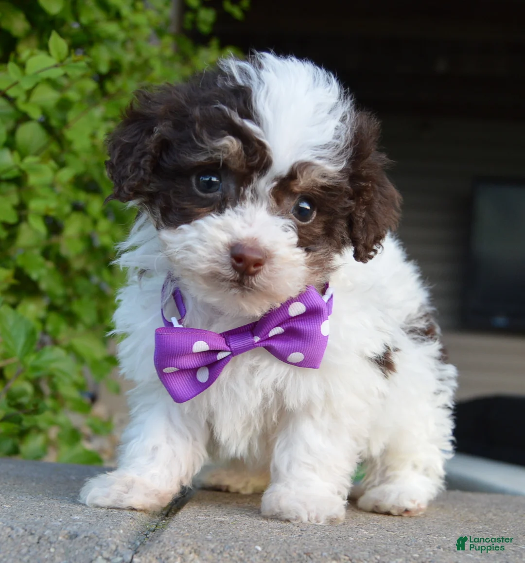 Mini Bernedoodle dogs for sale: Mini Buffy - Ad 1