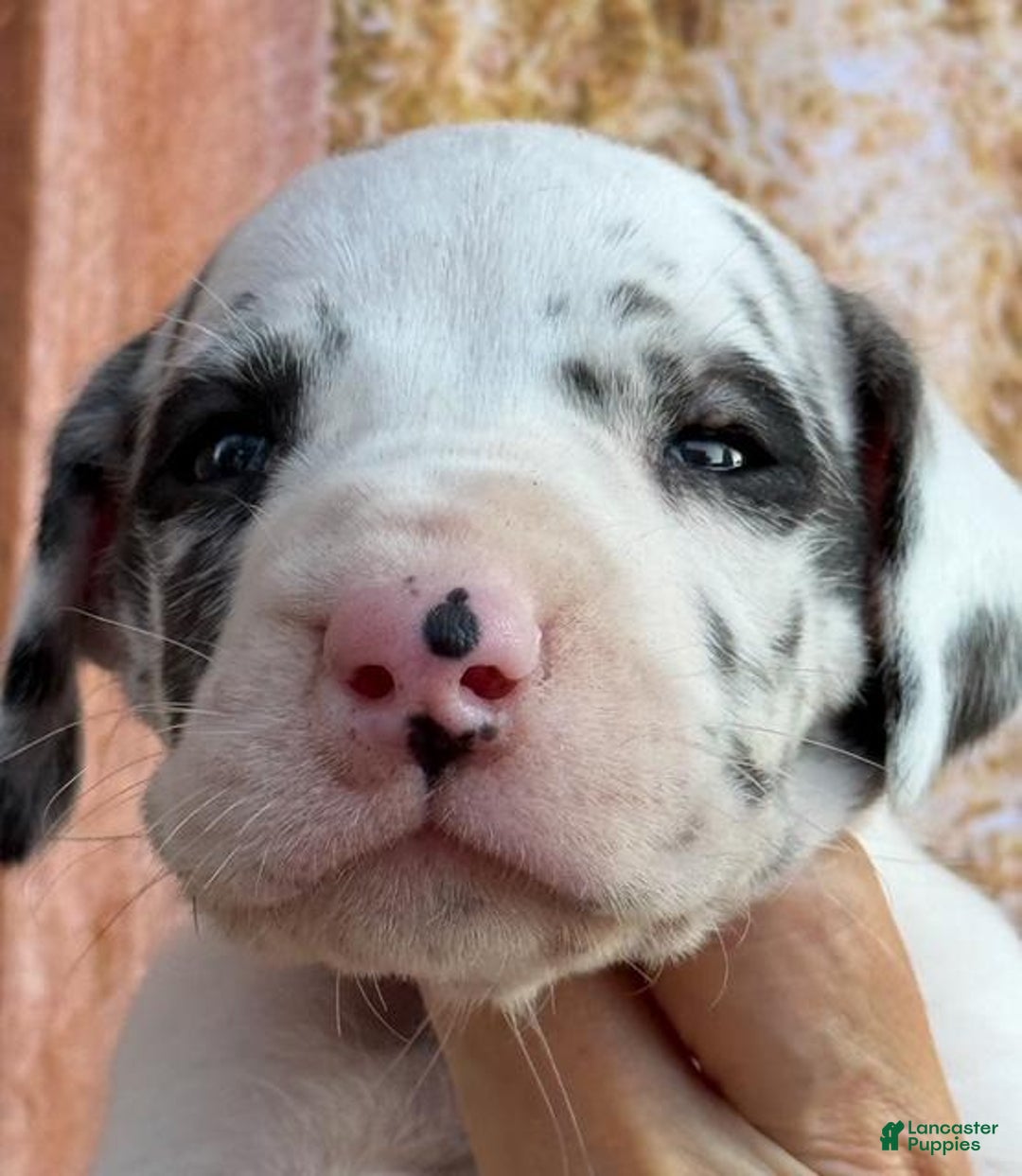Great Dane litter of puppies for sale in Albion Lancaster Puppies
