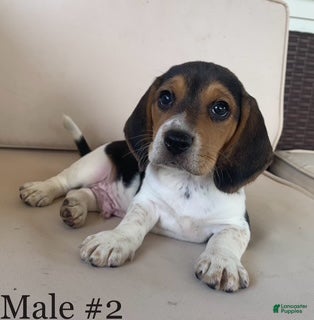 Beagle dogs Male #2 - Ad 1