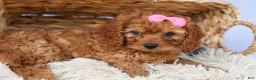 Cavapoo dogs for sale: TAMMY - Ad 8