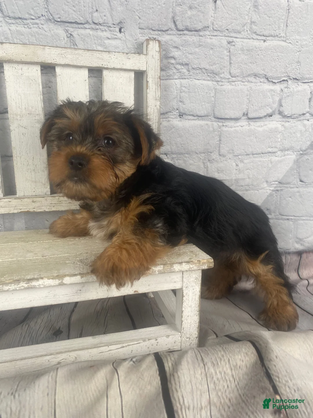 Yorkshire Terrier dogs for sale: Katti - Ad 2