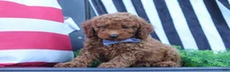 Miniature Poodle dogs for sale: Duke - Ad 6