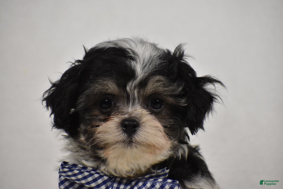 Maltipoo dogs for sale: Benny - Ad 3