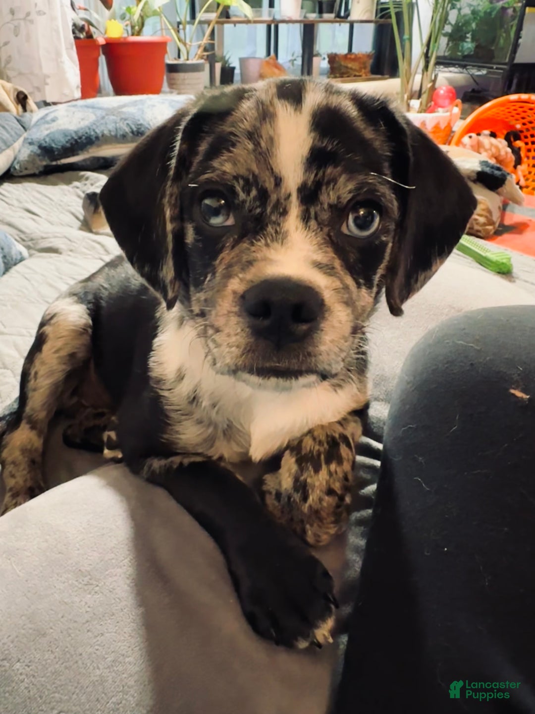 Puggle dogs for sale: Puggle Puppy 1 - Ad 6