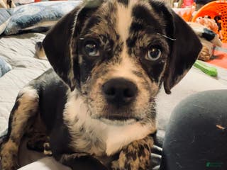 Puggle dogs Puggle Puppy 1 - Ad 30