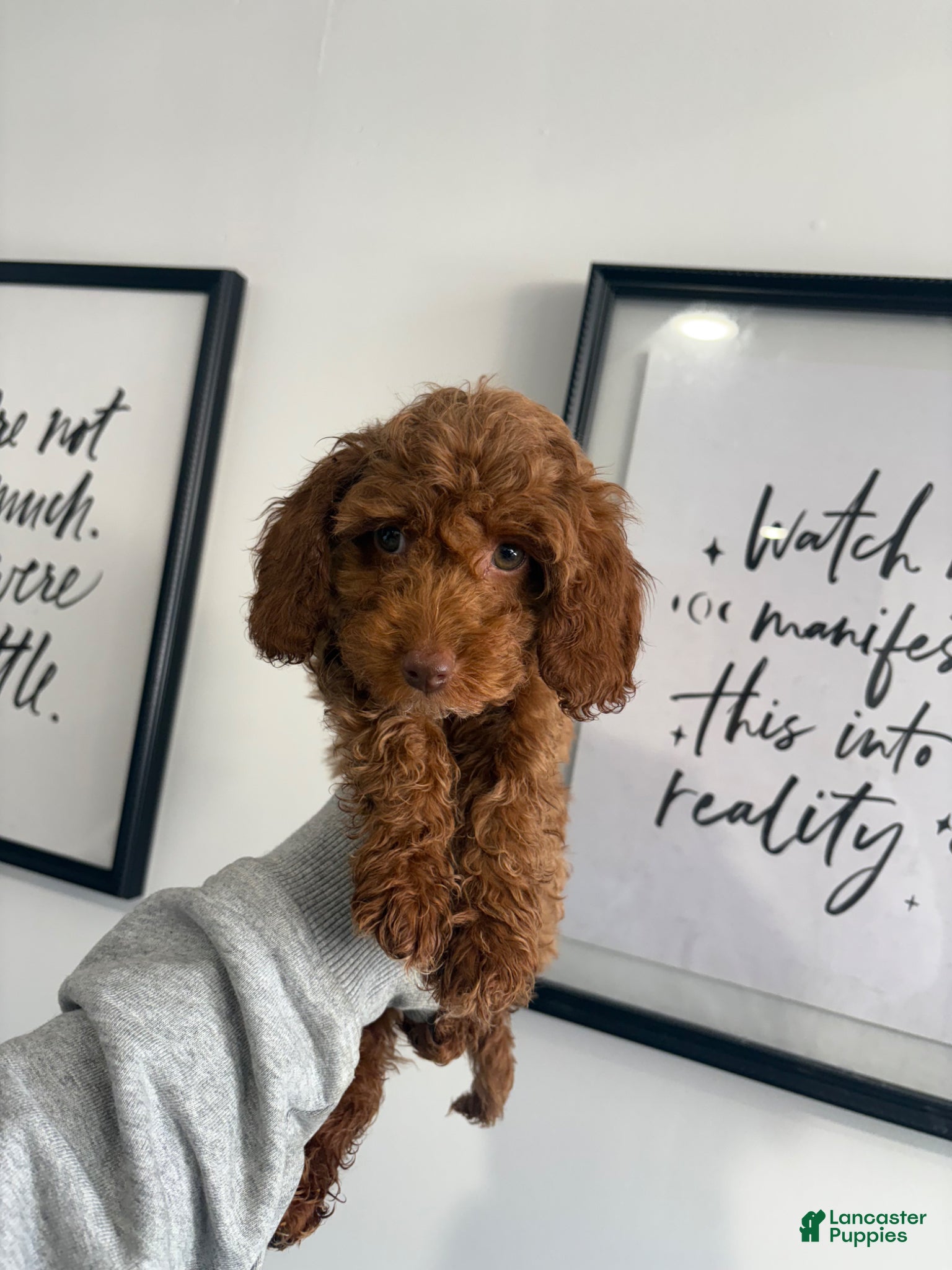 Toy Poodle dogs for sale: Giselle💚 - Ad 2