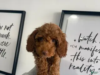Toy Poodle dogs for sale: Giselle💚 - Ad 2