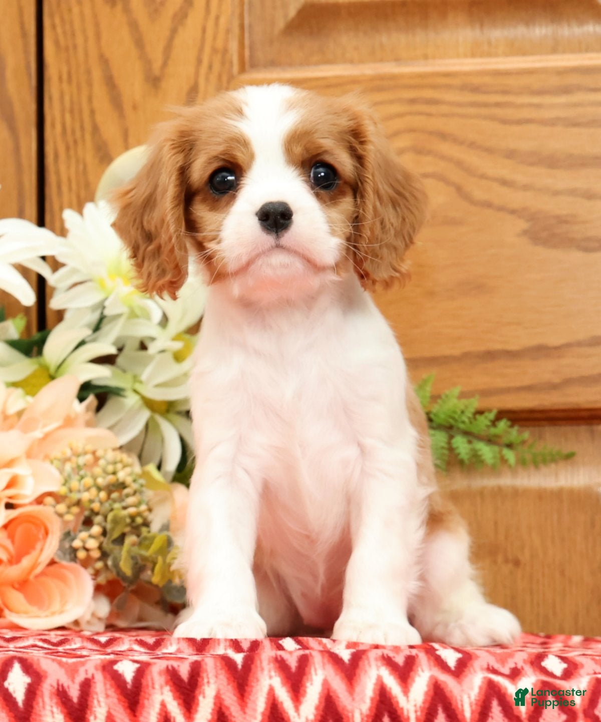 Cavalier King Charles Spaniel dogs Trudey - Ad 2