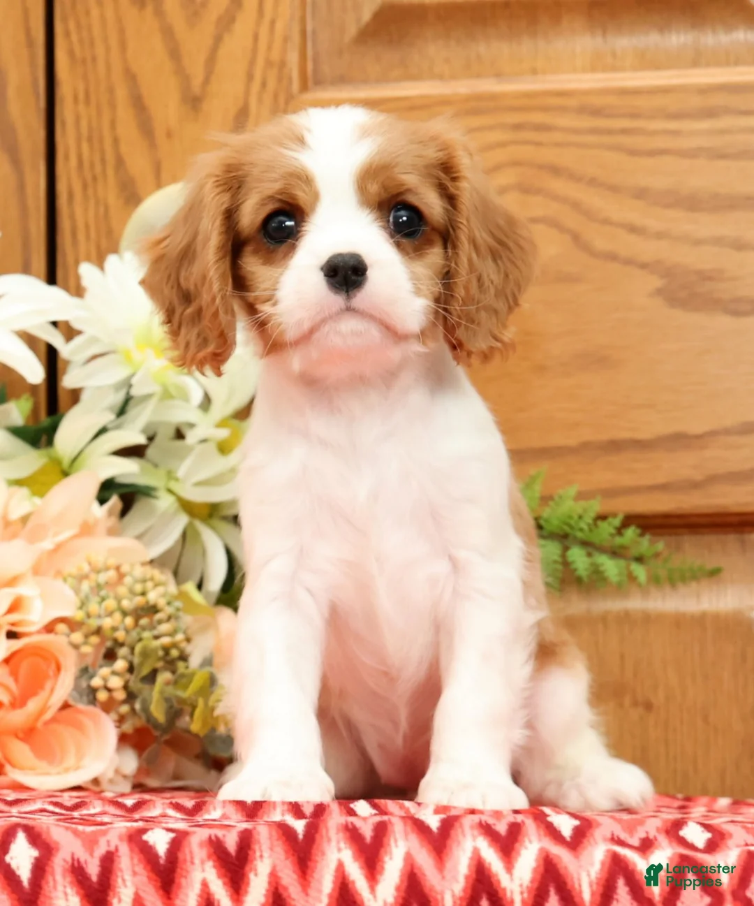 Cavalier King Charles Spaniel dogs for sale: Trudey - Ad 2