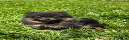 Pomeranian dogs for sale: Nano - Ad 3