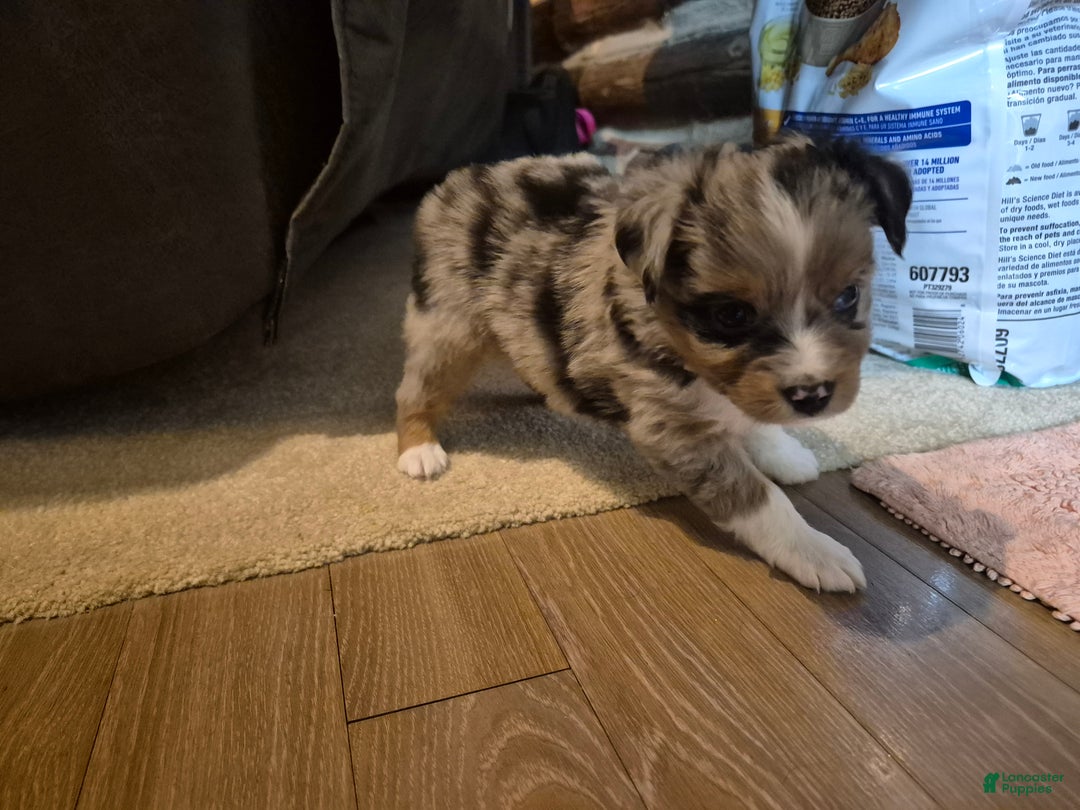 Toy Australian Shepherd dogs for sale: Toy Australian Shepherd Rusty  - Ad 2