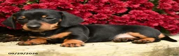 Dachshund dogs for sale: Daisy - Ad 3