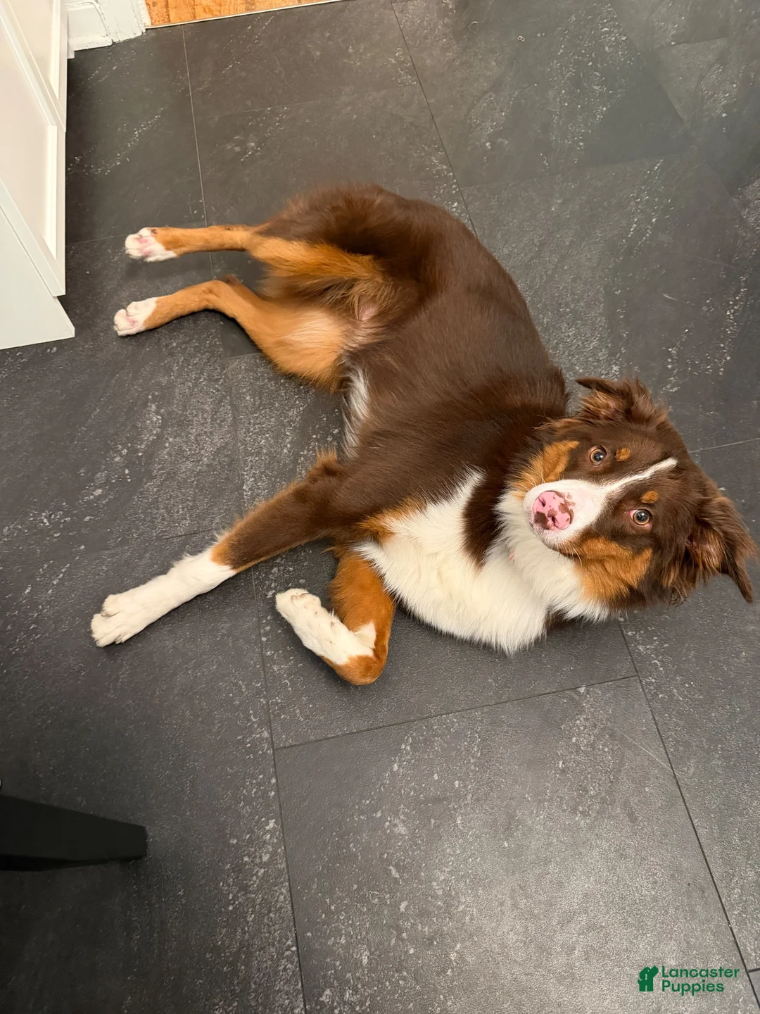 Australian Shepherd dogs for sale: Alfie - Ad 6