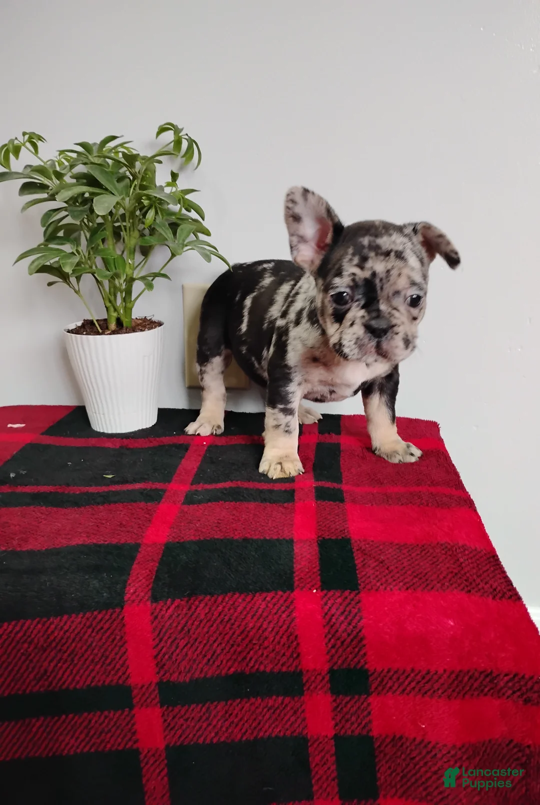 Mixed Breed dogs for sale: Lily - Ad 1