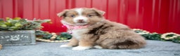 Miniature Australian Shepherd dogs for sale: Lily - Ad 1