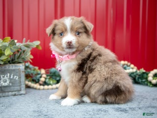 Miniature Australian Shepherd dogs Lily - Ad 41