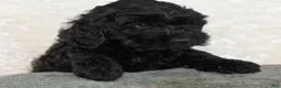 Goldendoodle dogs for sale: Daisy - Ad 11