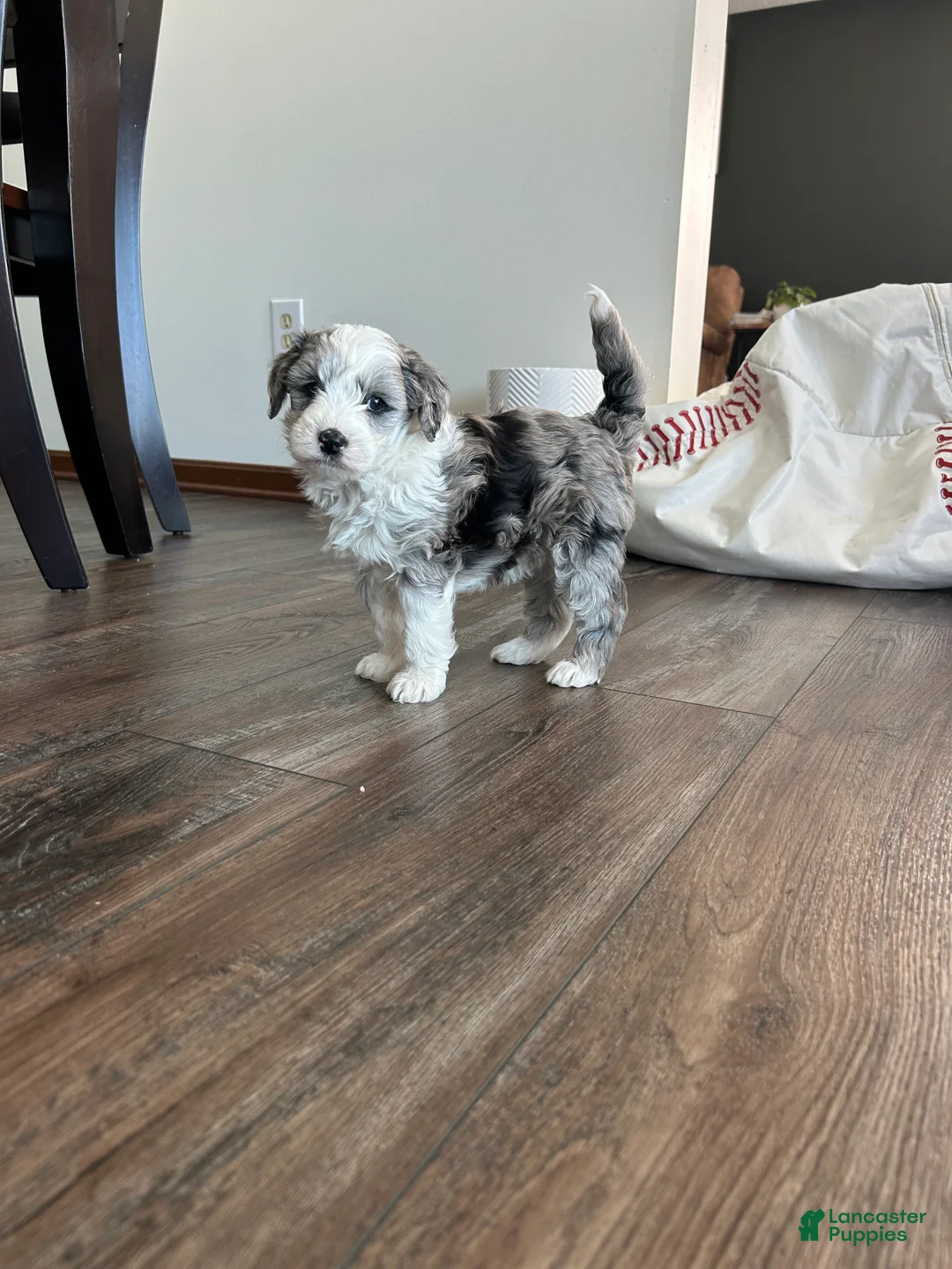 Mixed Breed dogs for sale: Ricky - Ad 7