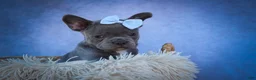 Frenchton dogs for sale: Quinn - Ad 4