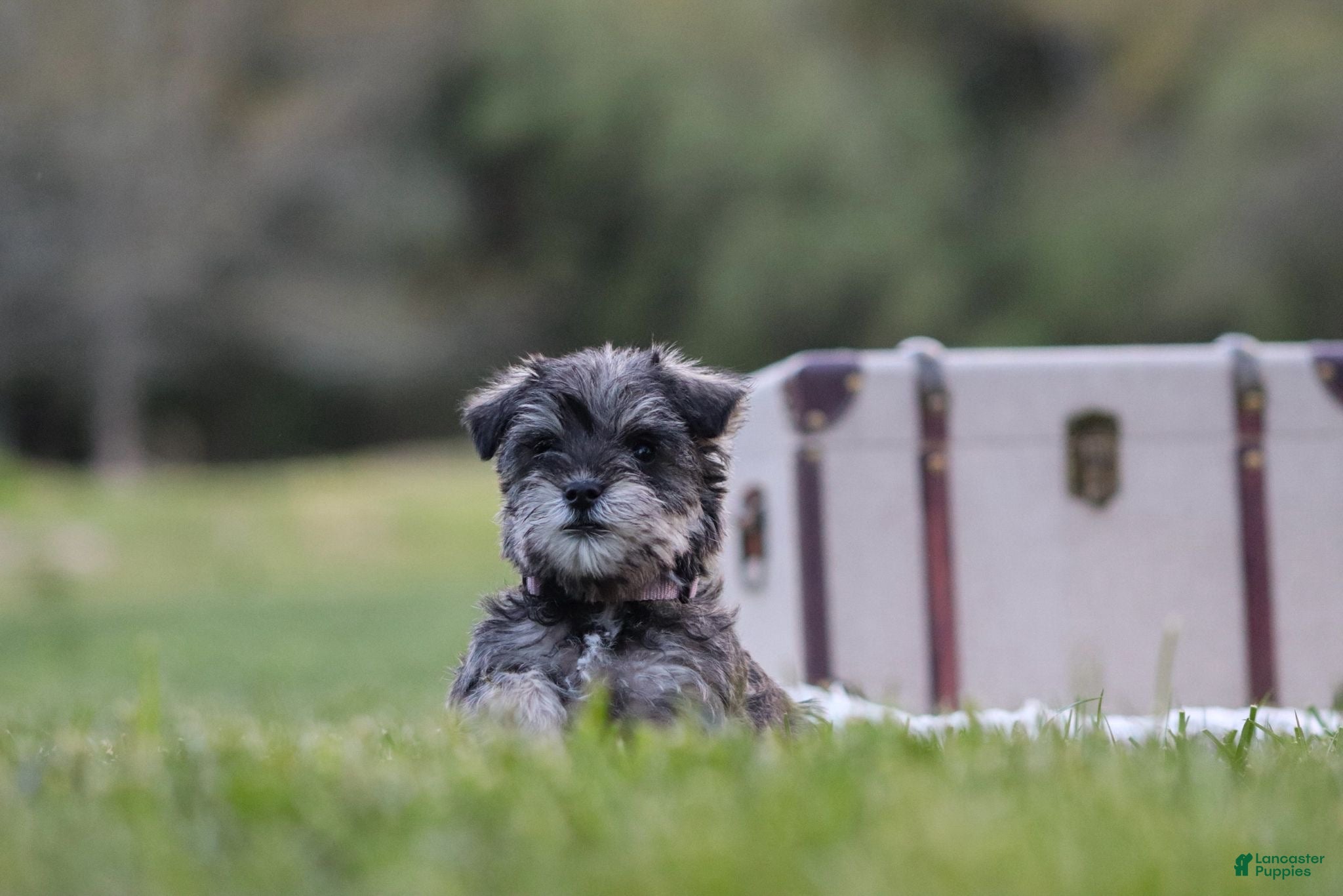 Miniature Schnauzer dogs Bella - Ad 1