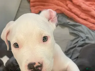 American Bully dogs for sale: Elvis - Ad 4