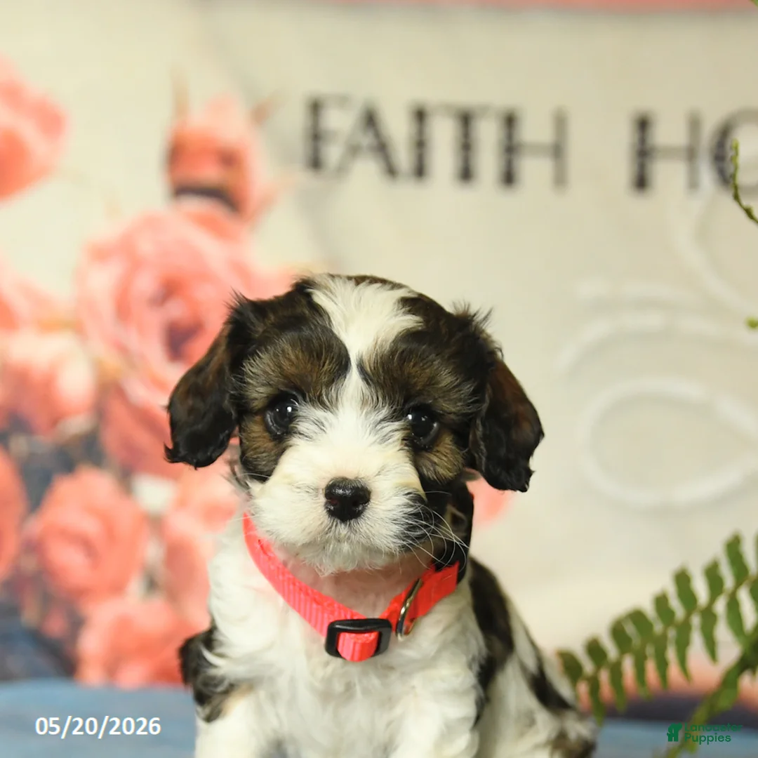 Cavapoo dogs for sale: Minnie - Ad 5