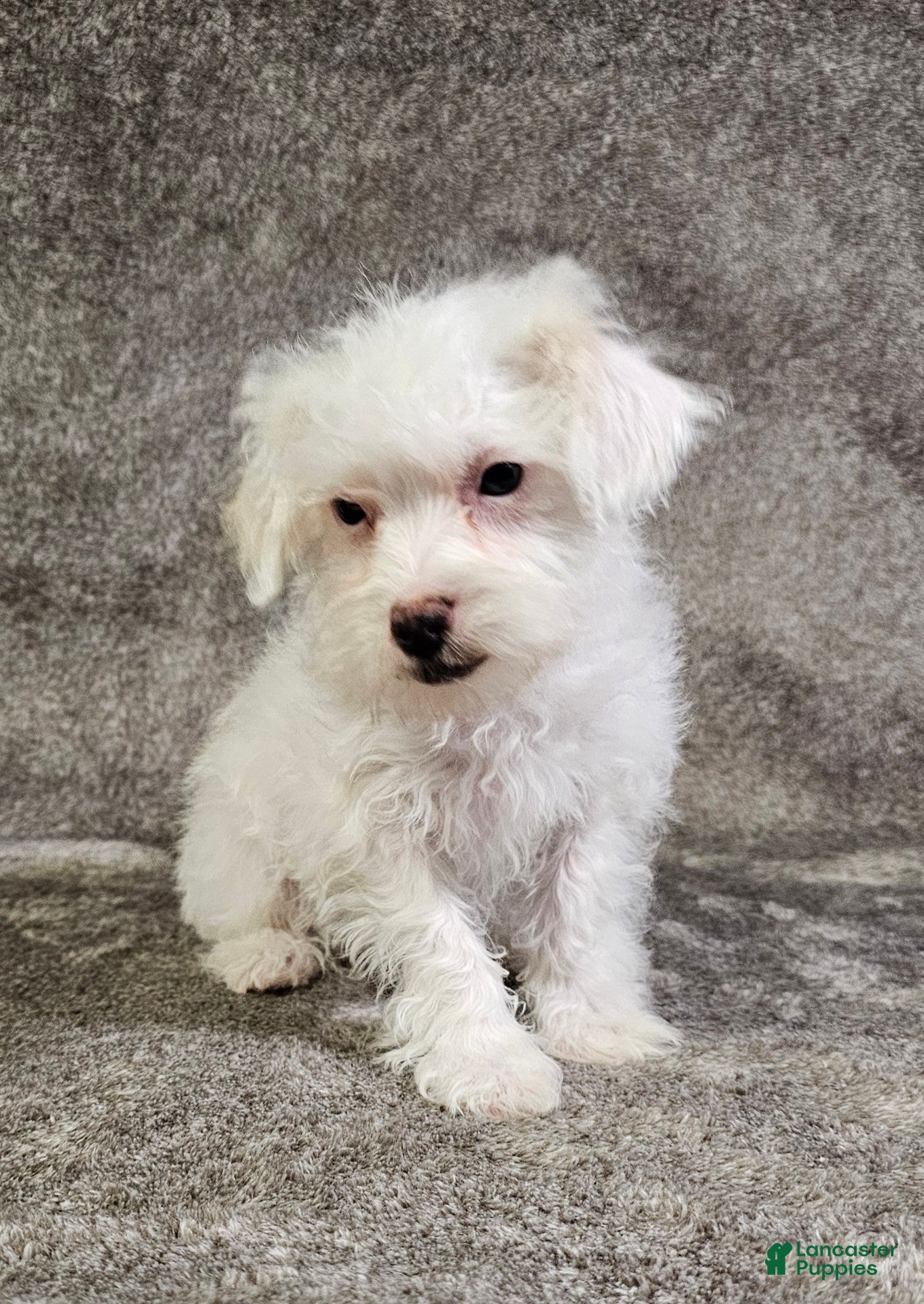 Schnoodle dogs Schnoodle Puppy 4 - Ad 1
